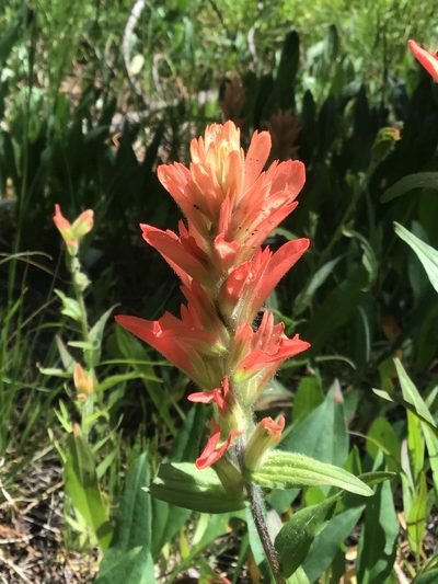 Castilleja gracillima, photographed by William Harmon