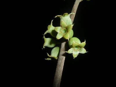 Henriettea succosa, photographed by Eduardo Chacón Madrigal