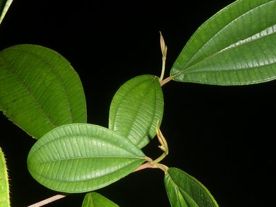 Henriettea succosa, photographed by Eduardo Chacón Madrigal