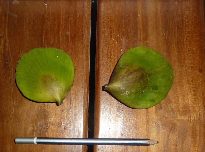 Cuervea kappleriana, photographed by Eduardo Chacón Madrigal