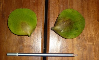 Cuervea kappleriana, photographed by Eduardo Chacón Madrigal