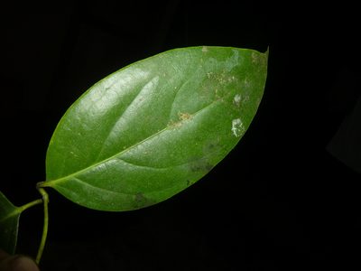 Cuervea kappleriana, photographed by Eduardo Chacón Madrigal