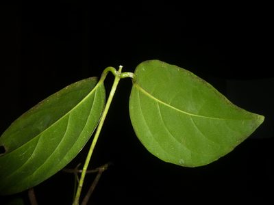 Cuervea kappleriana, photographed by Eduardo Chacón Madrigal