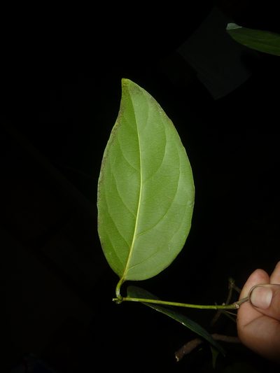Cuervea kappleriana, photographed by Eduardo Chacón Madrigal