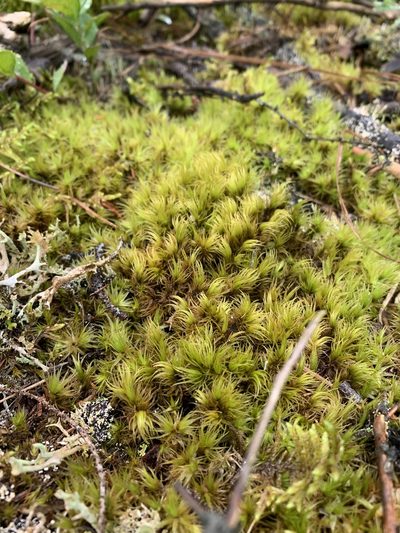 Dicranum ontariense, photographed by Brandon Corder