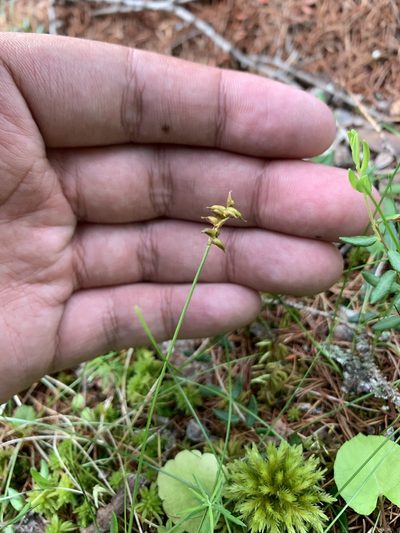 Carex alascana, photographed by Brandon Corder