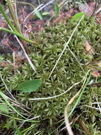 Sphagnum affine, photographed by Brandon Corder
