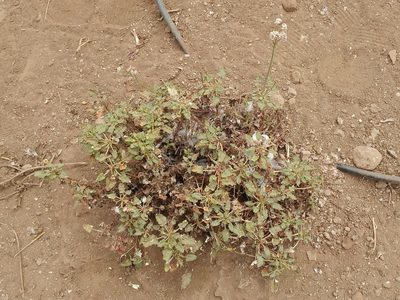 Eriogonum grande, photographed by Casey H. Richart