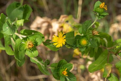 Grindelia adenodonta, photographed by Kyle M. Simpson