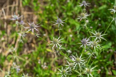 Eryngium hookeri, photographed by Kyle M. Simpson