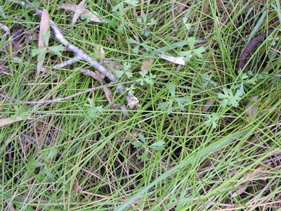 Hydrocotyle paludosa, photographed by Greg Tasney