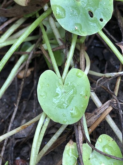 Nymphoides exiliflora, photographed by Greg Tasney