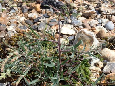 Atriplex littoralis, photographed by Robert H. Wardell