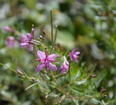 Epilobium dodonaei, photographed by Donald Davesne