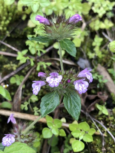 Clinopodium laxiflorum, photographed by 黃美滿