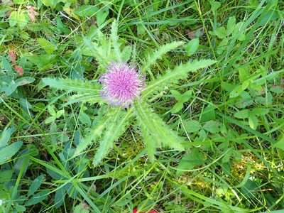 Cirsium drummondii, photographed by Rob Foster