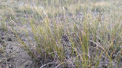 Carex filifolia, photographed by Doug Macaulay
