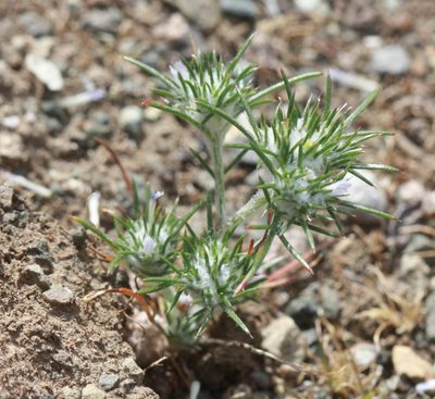 Eriastrum abramsii, photographed by Scott Loarie