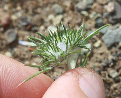 Eriastrum abramsii, photographed by Scott Loarie