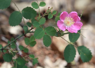Rosa spithamea, photographed by Scott Loarie