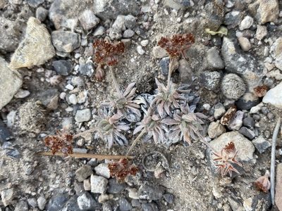 Eriogonum villiflorum, photographed by Matt Berger