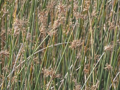 Schoenoplectus scirpoides, photographed by Shaun Swanepoel