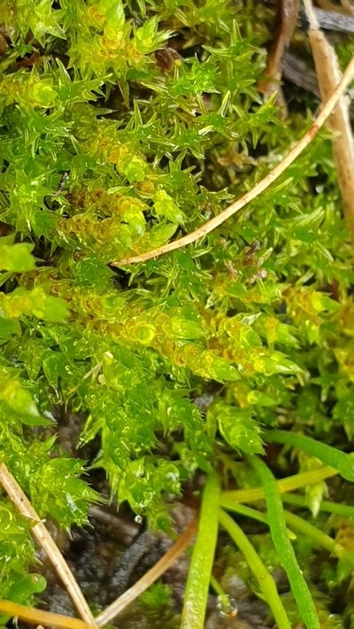 Imbribryum laevigatum, photographed by Andrew Thornhill
