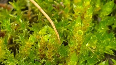Imbribryum laevigatum, photographed by Andrew Thornhill