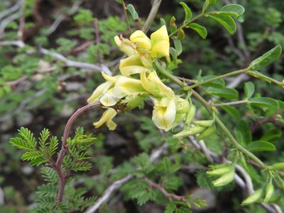 Nissolia platycalyx, photographed by Leticia Jiménez Hernández
