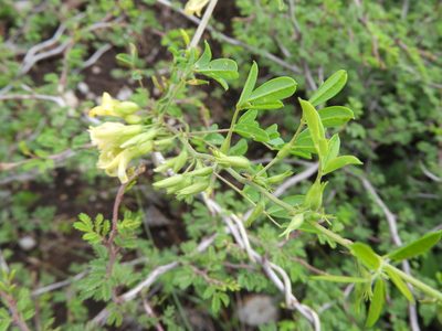 Nissolia platycalyx, photographed by Leticia Jiménez Hernández