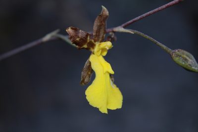 Oncidium graminifolium, photographed by Arturo Castro Castro