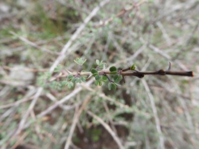Mimosa zygophylla, photographed by Leticia Jiménez Hernández