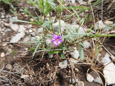 Ipomoea plummerae, photographed by Leticia Jiménez Hernández