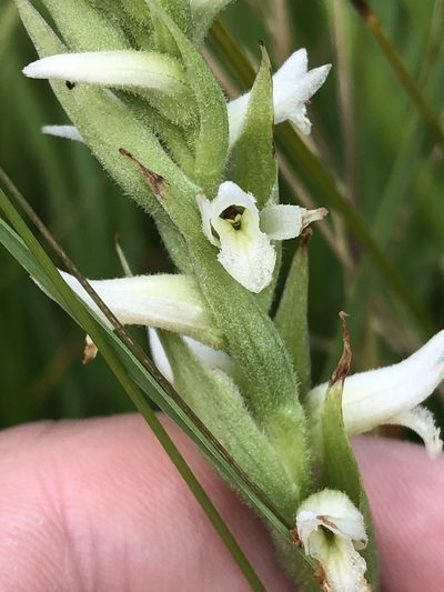 Spiranthes diluvialis, photographed by Jared Shorma