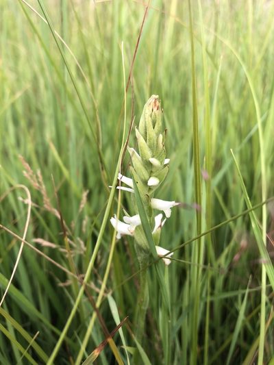 Spiranthes diluvialis, photographed by Jared Shorma