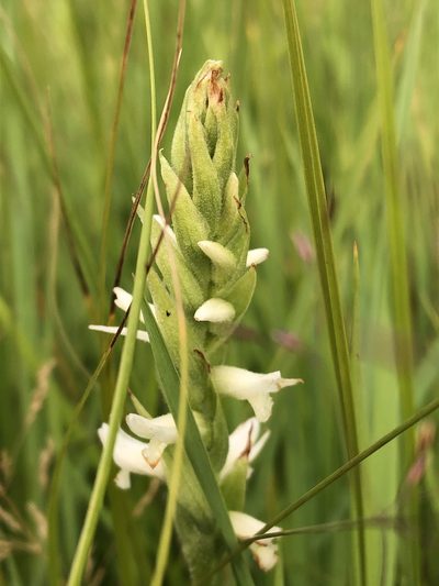 Spiranthes diluvialis, photographed by Jared Shorma