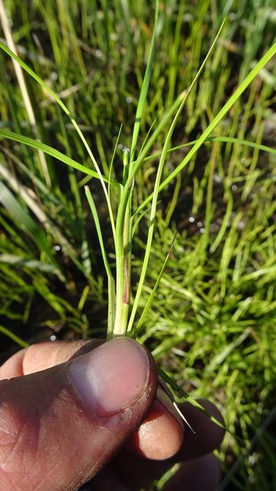Isolepis rubicunda, photographed by Paul Emms