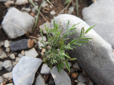 Hebecarpa barbeyana, photographed by Leticia Jiménez Hernández