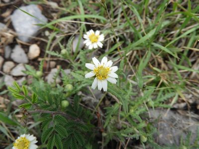 Melampodium cinereum, photographed by Leticia Jiménez Hernández
