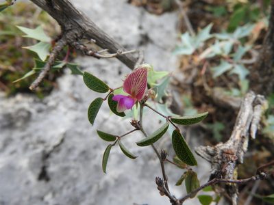 Nanogalactia brachystachys, photographed by Leticia Jiménez Hernández
