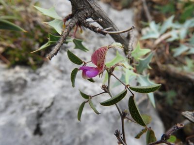 Nanogalactia brachystachys, photographed by Leticia Jiménez Hernández