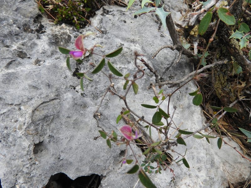 Nanogalactia brachystachys, photographed by Leticia Jiménez Hernández
