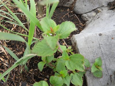 Acalypha phleoides, photographed by Leticia Jiménez Hernández