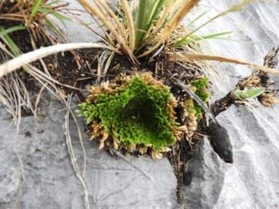 Selaginella pilifera, photographed by Leticia Jiménez Hernández