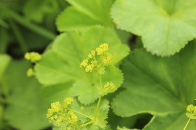 Alchemilla cymatophylla, photographed by nina_nesterova