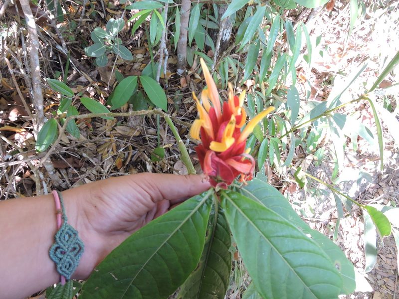Justicia riparia, photographed by Larissa Vaccarini Ávila