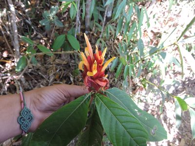 Justicia riparia, photographed by Larissa Vaccarini Ávila