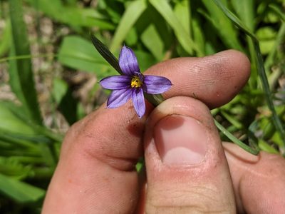 Sisyrinchium idahoense, photographed by José Garrido