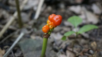 Arum orientale, photographed by Nikita Gerasin