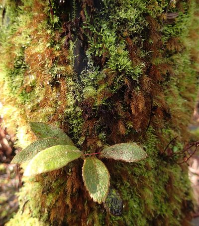 Elaphoglossum paleaceum, photographed by Cos